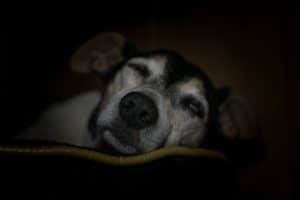 dog-2183114_1920