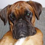 Nacha